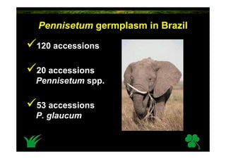Pennisetum germplasm in Brazil

120 accessions

20 accessions
Pennisetum spp.

53 accessions
P. glaucum
 