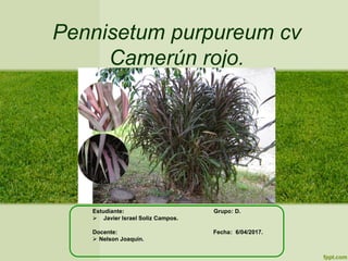 Pennisetum purpureum cv
Camerún rojo.
Estudiante: Grupo: D.
 Javier Israel Soliz Campos.
Docente: Fecha: 6/04/2017.
 Nelson Joaquín.
 