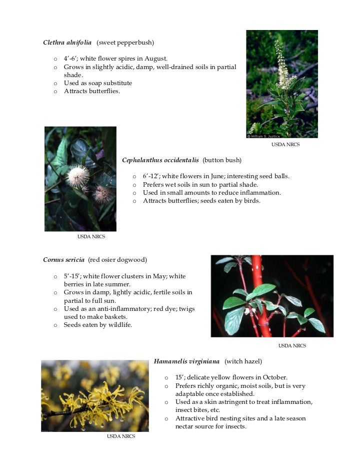 Pennsylvania native plants for rain gardens