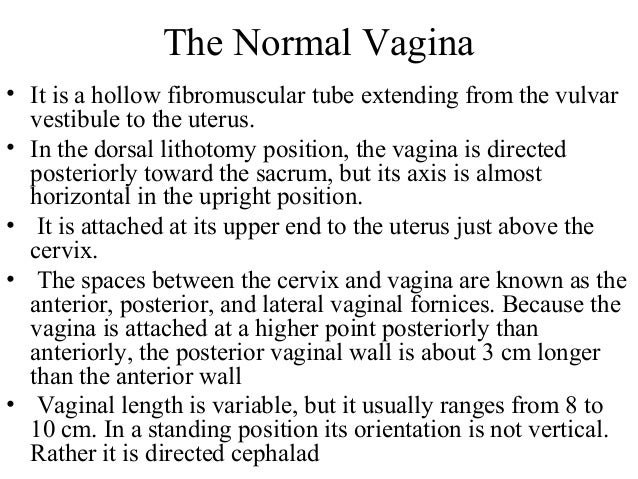 What is the average size of a vagina, shahida mini sex pics