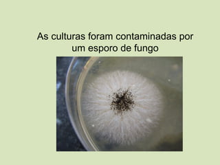As culturas foram contaminadas por
um esporo de fungo
 