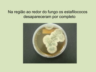 Na região ao redor do fungo os estafilococos
desapareceram por completo
 