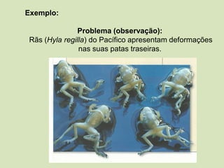 Exemplo:
Problema (observação):
Rãs (Hyla regilla) do Pacífico apresentam deformações
nas suas patas traseiras.
 