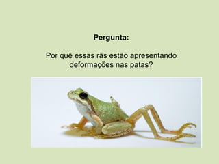 Pergunta:
Por quê essas rãs estão apresentando
deformações nas patas?
 