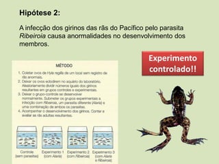 Hipótese 2:
A infecção dos girinos das rãs do Pacífico pelo parasita
Ribeiroia causa anormalidades no desenvolvimento dos
membros.
Experimento
controlado!!
 