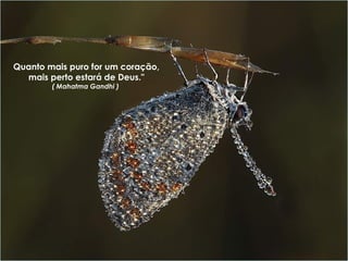 Quanto mais puro for um coração, mais perto estará de Deus." ( Mahatma Gandhi )  