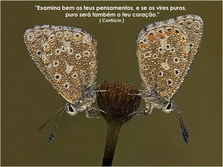 "Examina bem os teus pensamentos, e se os vires puros,  puro será também o teu coração." ( Confúcio )  