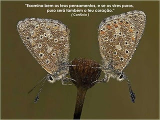 "Examina bem os teus pensamentos, e se os vires puros,  puro será também o teu coração." ( Confúcio )  