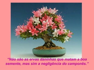 “ Não são as ervas daninhas que matam a boa semente, mas sim a negligência do camponês.” 