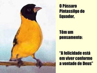 O Pássaro
Pintassilgo do
Equador,


Têm um
pensamento:


“A felicidade está
em viver conforme
a vontade de Deus”
 