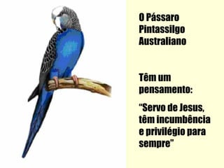 O Pássaro
Pintassilgo
Australiano


Têm um
pensamento:
“Servo de Jesus,
têm incumbência
e privilégio para
sempre”
 