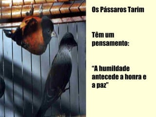 Os Pássaros Tarim


Têm um
pensamento:


“A humildade
antecede a honra e
a paz”
 