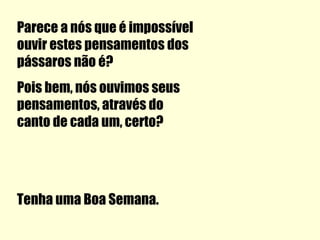 Parece a nós que é impossível
ouvir estes pensamentos dos
pássaros não é?
Pois bem, nós ouvimos seus
pensamentos, através do
canto de cada um, certo?




Tenha uma Boa Semana.
 