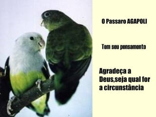O Passaro AGAPOLI



Tem seu pensamento


Agradeça a
Deus,seja qual for
a circunstância
 
