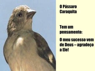 O Pássaro
Caraquita


Tem um
pensamento:
O meu sucesso vem
de Deus – agradeço
a Ele!
 