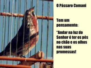 O Pássaro Comani


Tem um
pensamento:
“Andar na luz do
Senhor é ter os pés
no chão e os olhos
nas suas
promessas!
 