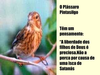 O P[ássaro
Pintasilgo


Têm um
pensamento:
“A liberdade dos
filhos de Deus é
preciosa.Não a
perca por causa de
uma isca de
Satanás
 