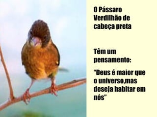 O Pássaro
Verdilhão de
cabeça preta


Têm um
pensamento:
“Deus é maior que
o universo,mas
deseja habitar em
nós”
 
