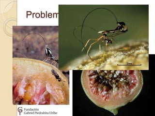 Problemas biológicos
 