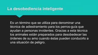 La desobediencia inteligente
Es un término que se utiliza para denominar una
técnica de adiestramiento para los perros-guía que
ayudan a personas invidentes. Gracias a esta técnica
los animales están preparados para desobedecer las
órdenes de su amo cuando éstas pueden conducirlo a
una situación de peligro.
 
