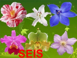 SEIS