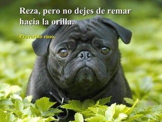 Reza, pero no dejes de remar hacia la orilla. Proverbio ruso. 