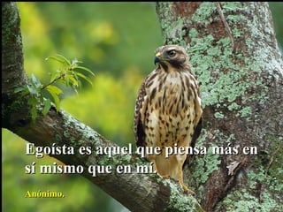 Egoísta es aquel que piensa más en sí mismo que en mí. Anónimo. 