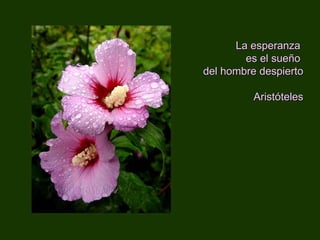 La esperanza  es el sueño  del hombre despierto   Aristóteles 