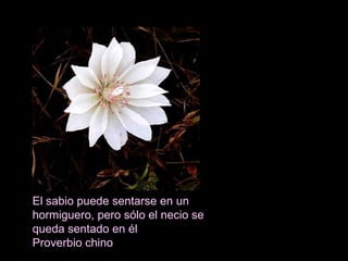 El sabio puede sentarse en un hormiguero, pero sólo el necio se queda sentado en él   Proverbio chino 