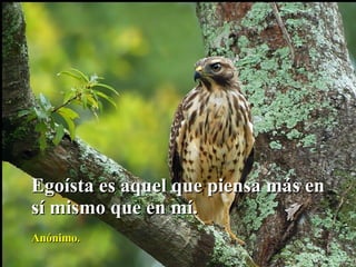 Egoísta es aquel que piensa más en sí mismo que en mí. Anónimo. 