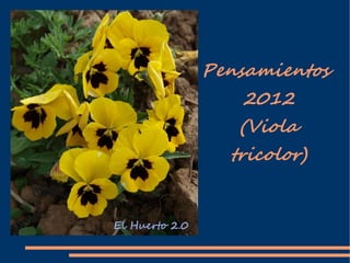 Pensamientos
   2012
   (Viola
  tricolor)
 