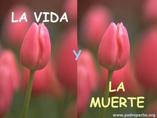 LA VIDA Y LA MUERTE www.padrepacho.org 