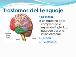 Trastornos del Lenguaje.
              La afasia.
             Es un trastorno de la
               comprensión o
               expresión lingüística
               causado por una
               lesión cerebral.
             1. Broca.
             2. Wernicke.
 