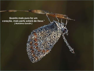 Quanto mais puro for um
coração, mais perto estará de Deus."
          ( Mahatma Gandhi )
 