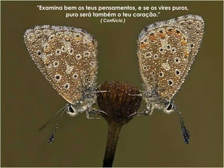 "Examina bem os teus pensamentos, e se os vires puros,
         puro será também o teu coração."
                      ( Confúcio )
 