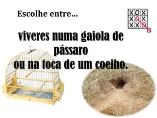 viveres numa gaiola de
pássaro
ou na toca de um coelho.
Escolhe entre…