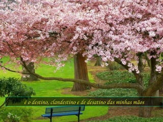 é o destino, clandestino e de desatino das minhas mãos 