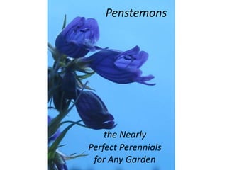 Penstemons




    the Nearly
Perfect Perennials
 for Any Garden
 