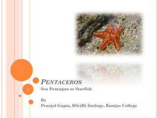 PENTACEROS
Sea Pentagon or Starfish
By
Pranjal Gupta, BSc(H) Zoology, Ramjas College
1
 