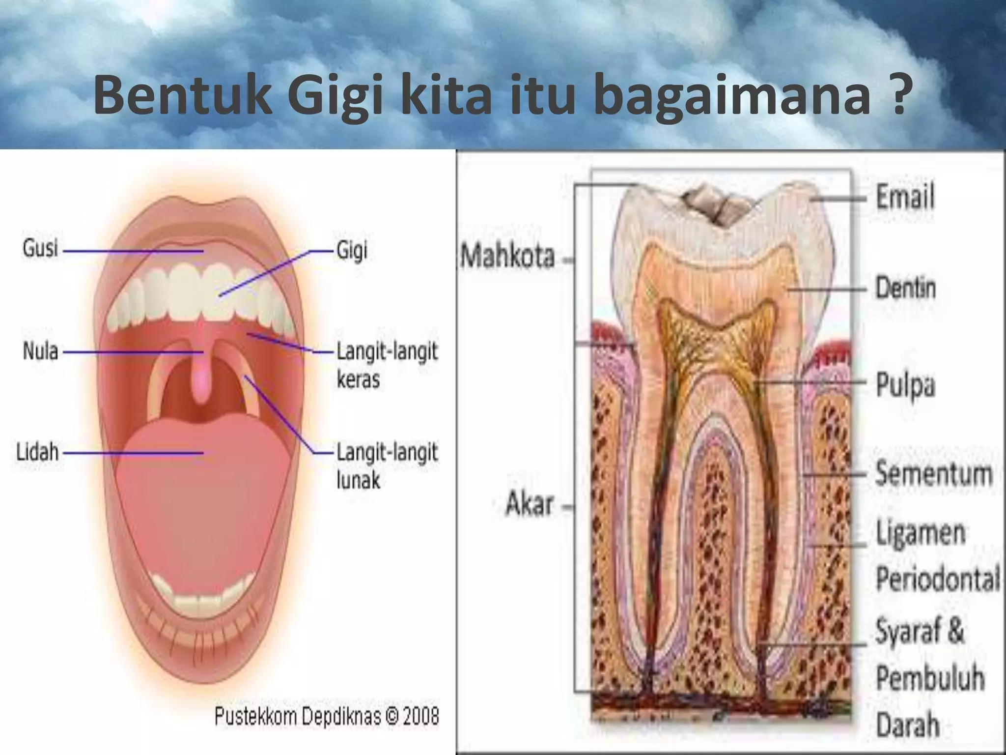Bentuk Gigi kita itu bagaimana ?
 