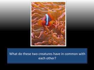 What do these two creatures have in common with
each other?
 