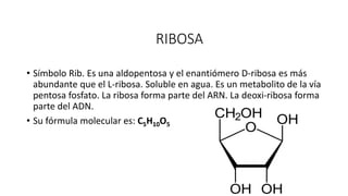 Dominion Ribosa Pentosas | PPTX