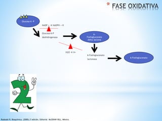 NADP +  NADPH + H 
Glucosa 6 -P 
6- 
Fosfogluconato 
delta lactona 
Glucosa-6-P 
deshidrogenasa 
6-Fosfogluconato 
lactonasa 
H2O  H+ 
6-Fosfogluconato 
* 
Roskoski R. Bioquímica. (2000).3°edición. Editorial McGRAW HILL. México. 
 
