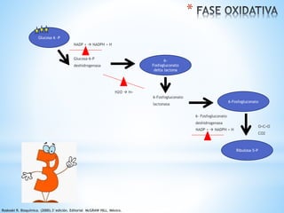 NADP +  NADPH + H 
Glucosa 6 -P 
6- 
Fosfogluconato 
delta lactona 
Glucosa-6-P 
deshidrogenasa 
6-Fosfogluconato 
lactonasa 
H2O  H+ 
6-Fosfogluconato 
* 
6- Fosfogluconato 
deshidrogenasa 
NADP +  NADPH + H 
O=C=O 
CO2 
Ribulosa-5-P 
Roskoski R. Bioquímica. (2000).3°edición. Editorial McGRAW HILL. México. 
 