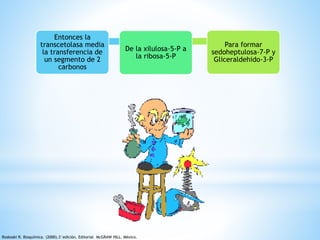 Entonces la 
transcetolasa media 
la transferencia de 
un segmento de 2 
carbonos 
De la xilulosa-5-P a 
la ribosa-5-P 
Para formar 
sedoheptulosa-7-P y 
Gliceraldehido-3-P 
Roskoski R. Bioquímica. (2000).3°edición. Editorial McGRAW HILL. México. 
 
