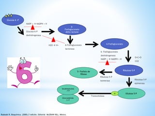 NADP +  NADPH + H 
Glucosa 6 -P 
6- 
Fosfogluconato 
Glucosa-6-P delta lactona 
deshidrogenasa 
6-Fosfogluconato 
lactonasa 
H2O  H+ 
6-Fosfogluconato 
6- Fosfogluconato 
deshidrogenasa 
NADP +  NADPH + H 
O=C=O 
CO2 
Ribulosa-5-P 
Ribulosa-5-P 
epimerasa 
Ribulosa-5-P 
isomerasa 
Xilulosa-5-P 
5- Fosfato de 
Ribosa 
Transcetolasa 
2C 
Seudoheptulosa 
-7-P 
Gliceraldehido 
3- P 
Roskoski R. Bioquímica. (2000).3°edición. Editorial McGRAW HILL. México. 
 