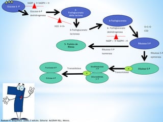 NADP +  NADPH + H 
Glucosa 6 -P 
6- 
Fosfogluconato 
delta lactona 
Glucosa-6-P 
deshidrogenasa 
6-Fosfogluconato 
lactonasa 
H2O  H+ 
6-Fosfogluconato 
6- Fosfogluconato 
deshidrogenasa 
NADP +  NADPH + H 
O=C=O 
CO2 
Ribulosa-5-P 
Ribulosa-5-P 
epimerasa 
Ribulosa-5-P 
isomerasa 
Xilulosa-5-P 
5- Fosfato de 
Ribosa 
2C 
Transcetolasa 
Seudoheptulosa 
Transaldolasa -7-P 
Gliceraldehido 
3- P 
3C 
Fructuosa-6-P 
Eritrosa-4-P 
Roskoski R. Bioquímica. (2000).3°edición. Editorial McGRAW HILL. México. 
 