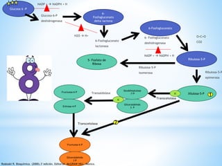 NADP +  NADPH + H 
Glucosa 6 -P 
6- 
Fosfogluconato 
delta lactona 
Glucosa-6-P 
deshidrogenasa 
6-Fosfogluconato 
lactonasa 
H2O  H+ 
6-Fosfogluconato 
6- Fosfogluconato 
deshidrogenasa 
NADP +  NADPH + H 
O=C=O 
CO2 
Ribulosa-5-P 
Ribulosa-5-P 
epimerasa 
Ribulosa-5-P 
isomerasa 
Xilulosa-5-P 
5- Fosfato de 
Ribosa 
2C 
Transcetolasa 
Seudoheptulosa 
Transaldolasa -7-P 
Gliceraldehido 
3- P 
3C 
Fructuosa-6-P 
Eritrosa-4-P 
Transcetolasa 
Fructuosa-6-P 
Gliceraldehido 
3 P 
1 
2 
Roskoski R. Bioquímica. (2000).3°edición. Editorial McGRAW HILL. México. 
 