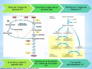 Parte de 3 moles de 
glucosa-6-P 
Si se lleva a cabo solo la 
primera fase 
Termina en 3 moles de 
ribulosa-5-P 
Si se lleva a cabo la 
segunda fase 
Termina en la formación 
de 2 moles de fructuosa- 
6-P 
Y un mol de 
gliceraldehido 3-P 
Roskoski R. Bioquímica. (2000).3°edición. Editorial McGRAW HILL. México. 
 