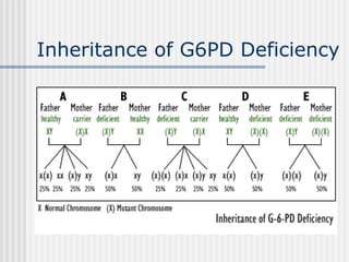 Inheritance of G6PD Deficiency
 
